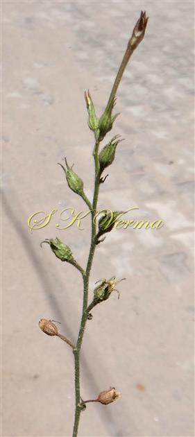  Inflorescence with fruits